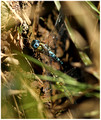 Ovipositing pair, Sandwich Bay, August 2020