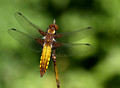 Male, Westbere Lakes, May 2014