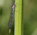 Immature, Westbere Lakes, May 2014