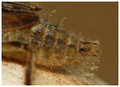 February 2019 - showing small dorsal spines on S7 and S8