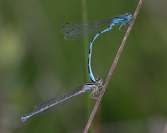 Mating Pair, New Forest, June 2014