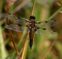 Four spotted Chaser (Libellula quadrimaculata)