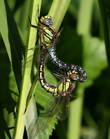 Mating Pair, Westbere Lakes, May 2014