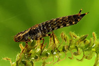 Larvae and Exuvia