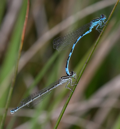 Mating Pair, New Forest, June 2014
