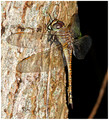 Female, Sandwich Bay, November, 2019