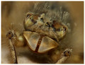 February 2019 - showing deep serrations to the Labial Palps