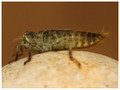 February 2019 - showing lack of dorsal spines on S7 and S8