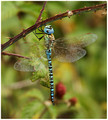 Male, Oare Marshes, July 2020