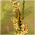 Female, Nethergong, June 2020