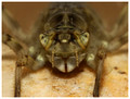 February 2019 - showing shallow serrations on the labial palps