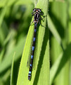 Immature, Westbere Lakes, May 2014
