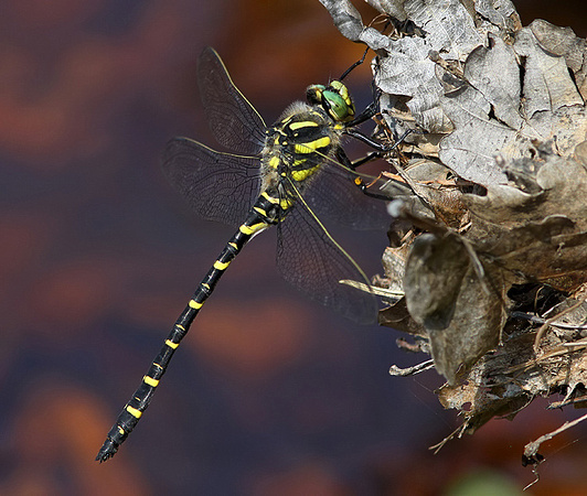 Male, New Forest, June 2014