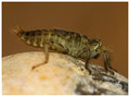 February 2019 - showing lack of dorsal spines on S7 and S8