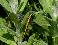 Immature Female, Nr Reculver, May 2014