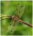Male, Westbere Lakes, May 2018