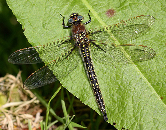 Female, Westbere Lakes, May 2014
